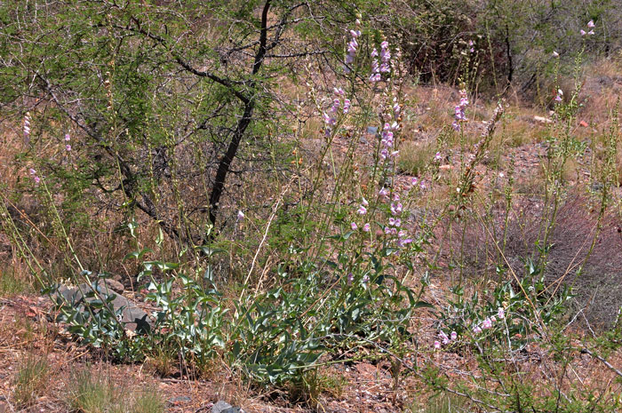 Palmer's Penstemon is found primarily in the southwestern and northwestern United States in a multitude of habitats. Penstemon palmeri